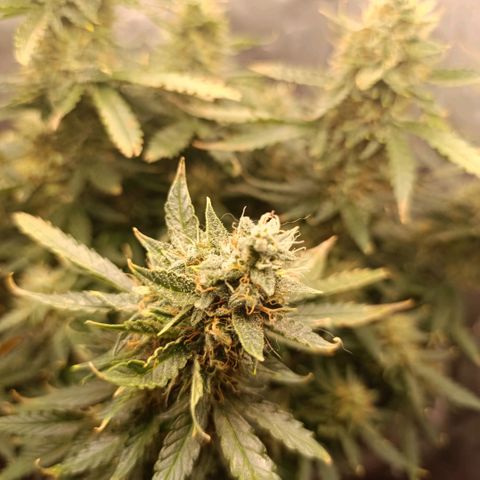 Ak-47 Auto growlog timeline photo