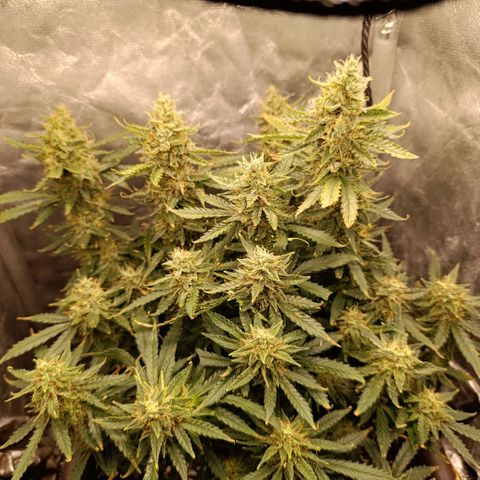 Ak-47 Auto growlog timeline photo