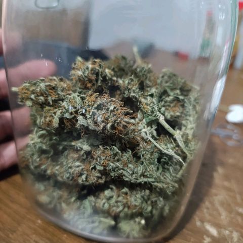 Ak-47 Auto growlog photo: Salve ✌🏾 agora que passou 8 dias secando foi para o pacote peguei um de 2L o rendimento foi fantástico, para o primeiro cultivo 97g de flor já trimada, foi melhor do que eu esperava 😁 deixe os Top Bud por baixo vou mostrando a cura pra vcs amanhã chega o Bovedo 62% comprei o de 60g ...