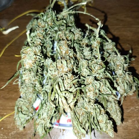 Ak-47 Auto growlog photo: Salve ✌🏾 agora que passou 8 dias secando foi para o pacote peguei um de 2L o rendimento foi fantástico, para o primeiro cultivo 97g de flor já trimada, foi melhor do que eu esperava 😁 deixe os Top Bud por baixo vou mostrando a cura pra vcs amanhã chega o Bovedo 62% comprei o de 60g ...