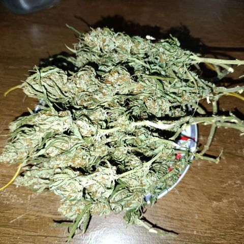 Ak-47 Auto growlog photo: Salve ✌🏾 agora que passou 8 dias secando foi para o pacote peguei um de 2L o rendimento foi fantástico, para o primeiro cultivo 97g de flor já trimada, foi melhor do que eu esperava 😁 deixe os Top Bud por baixo vou mostrando a cura pra vcs amanhã chega o Bovedo 62% comprei o de 60g ...