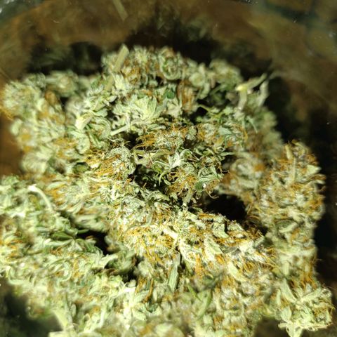 Ak-47 Auto growlog photo: Salve ✌🏾 agora que passou 8 dias secando foi para o pacote peguei um de 2L o rendimento foi fantástico, para o primeiro cultivo 97g de flor já trimada, foi melhor do que eu esperava 😁 deixe os Top Bud por baixo vou mostrando a cura pra vcs amanhã chega o Bovedo 62% comprei o de 60g ...