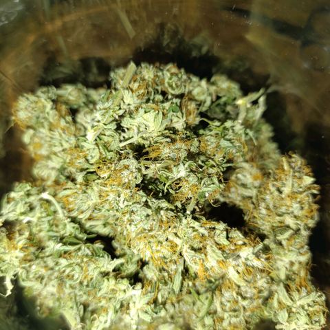 Ak-47 Auto growlog photo: Salve ✌🏾 agora que passou 8 dias secando foi para o pacote peguei um de 2L o rendimento foi fantástico, para o primeiro cultivo 97g de flor já trimada, foi melhor do que eu esperava 😁 deixe os Top Bud por baixo vou mostrando a cura pra vcs amanhã chega o Bovedo 62% comprei o de 60g ...