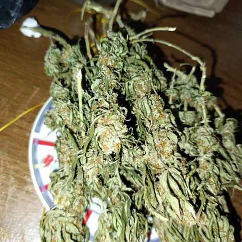 Ak-47 Auto growlog photo: Salve ✌🏾 agora que passou 8 dias secando foi para o pacote peguei um de 2L o rendimento foi fantástico, para o primeiro cultivo 97g de flor já trimada, foi melhor do que eu esperava 😁 deixe os Top Bud por baixo vou mostrando a cura pra vcs amanhã chega o Bovedo 62% comprei o de 60g ...