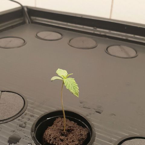 Green Gelato growlog timeline photo