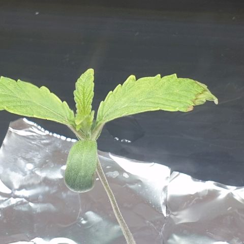 Green Gelato growlog photo: Burns