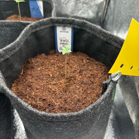 RUNTZ no.1 | Zkittlez x Gelato growlog timeline photo