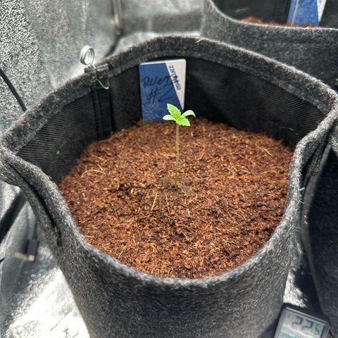 RUNTZ no.2 | Zkittlez x Gelato growlog timeline photo