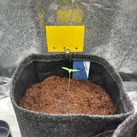 Special Queen #1 | Power Bud x Skunk growlog timeline photo