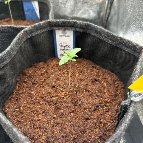 RUNTZ no.1 | Zkittlez x Gelato growlog timeline photo