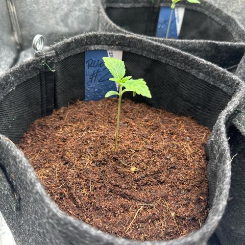 RUNTZ no.2 | Zkittlez x Gelato growlog timeline photo