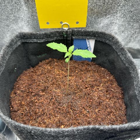 Special Queen #1 | Power Bud x Skunk growlog timeline photo