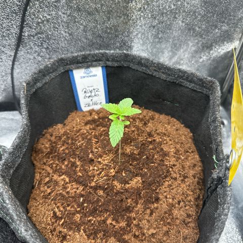RUNTZ no.1 | Zkittlez x Gelato growlog timeline photo