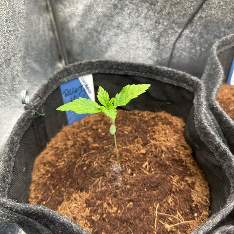 RUNTZ no.2 | Zkittlez x Gelato growlog timeline photo