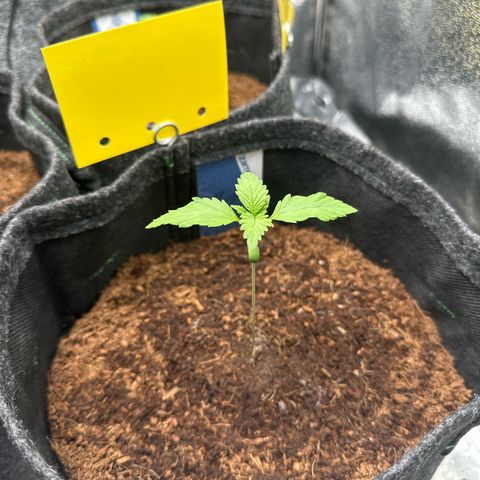 Special Queen #1 | Power Bud x Skunk growlog timeline photo