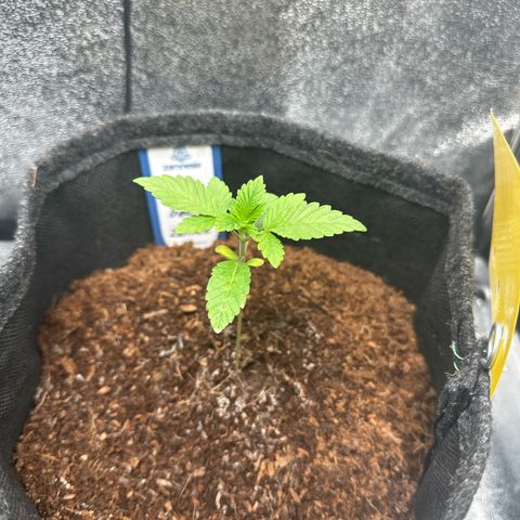 RUNTZ no.1 | Zkittlez x Gelato growlog timeline photo