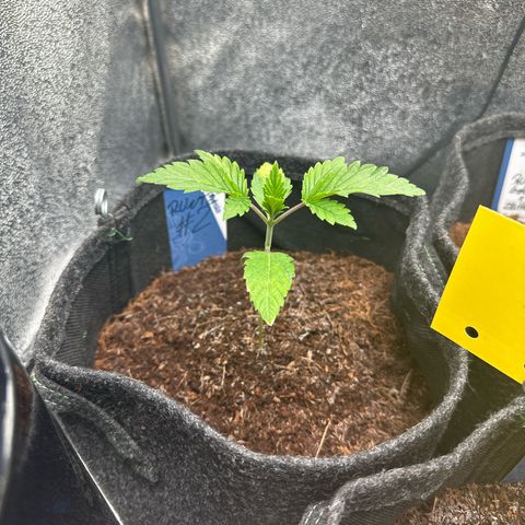RUNTZ no.2 | Zkittlez x Gelato growlog timeline photo