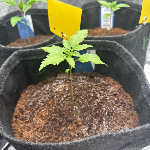 Special Queen #1 | Power Bud x Skunk growlog timeline photo