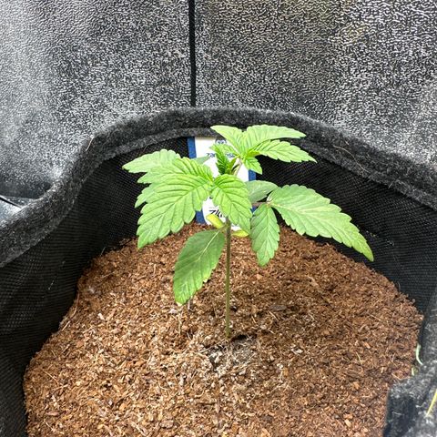 RUNTZ no.1 | Zkittlez x Gelato growlog timeline photo