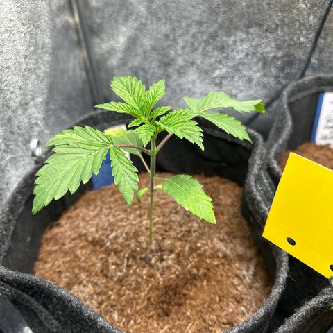 RUNTZ no.2 | Zkittlez x Gelato growlog timeline photo
