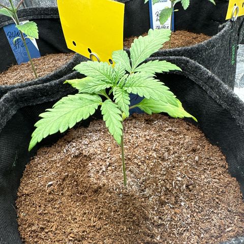 Special Queen #1 | Power Bud x Skunk growlog timeline photo