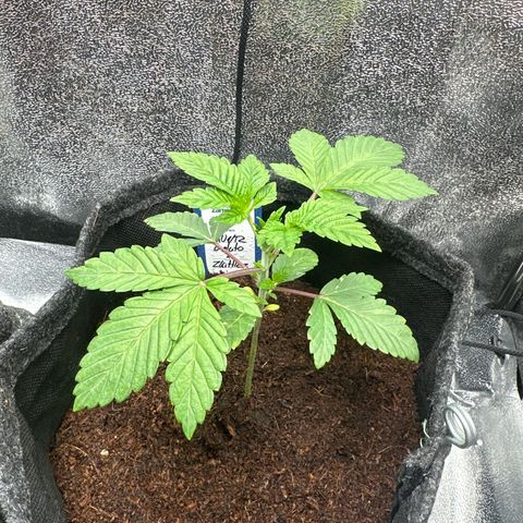 RUNTZ no.1 | Zkittlez x Gelato growlog timeline photo