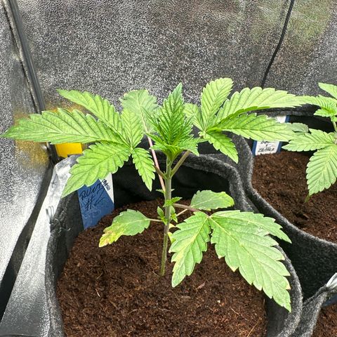 RUNTZ no.2 | Zkittlez x Gelato growlog timeline photo