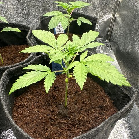 Special Queen #1 | Power Bud x Skunk growlog timeline photo