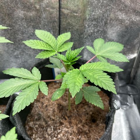 RUNTZ no.1 | Zkittlez x Gelato growlog timeline photo