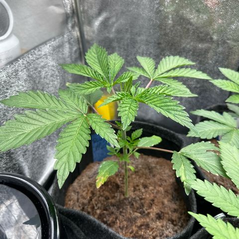 RUNTZ no.2 | Zkittlez x Gelato growlog timeline photo