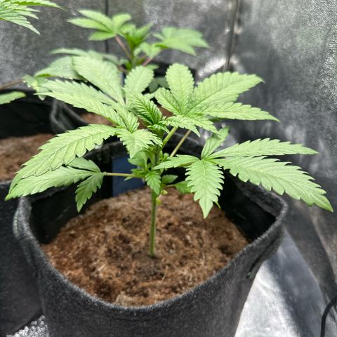 Special Queen #1 | Power Bud x Skunk growlog timeline photo