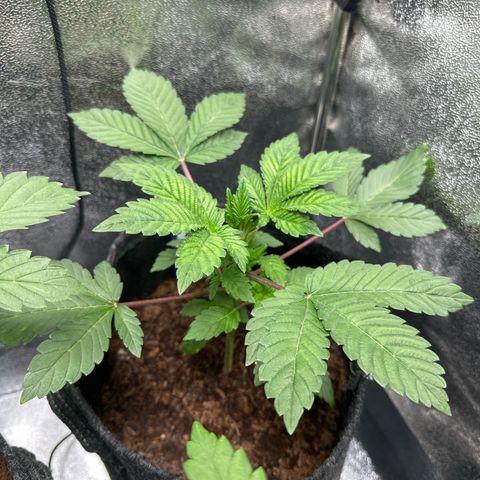 RUNTZ no.1 | Zkittlez x Gelato growlog timeline photo