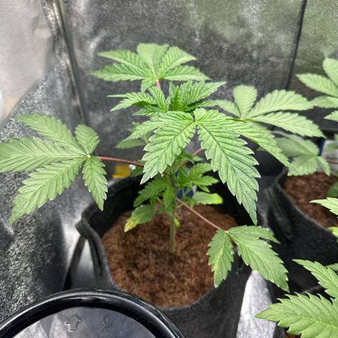 RUNTZ no.2 | Zkittlez x Gelato growlog timeline photo