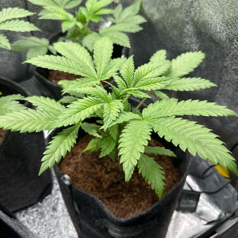 Special Queen #1 | Power Bud x Skunk growlog timeline photo