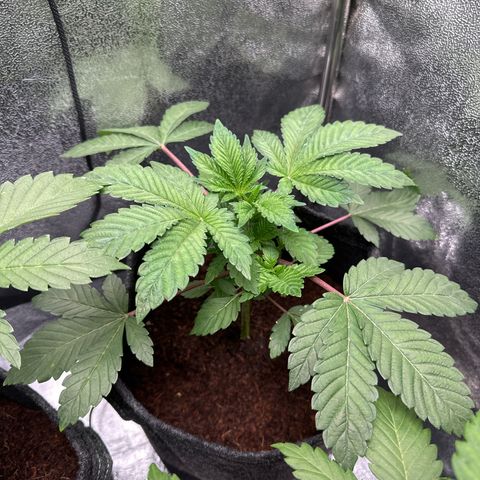 RUNTZ no.1 | Zkittlez x Gelato growlog timeline photo