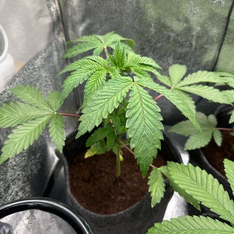 RUNTZ no.2 | Zkittlez x Gelato growlog timeline photo