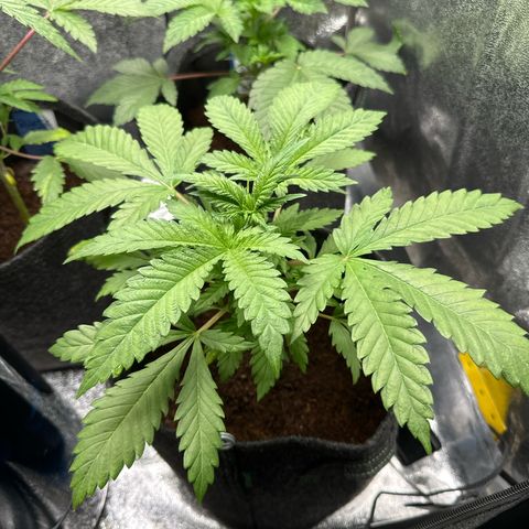 Special Queen #1 | Power Bud x Skunk growlog timeline photo