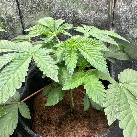 RUNTZ no.1 | Zkittlez x Gelato growlog timeline photo