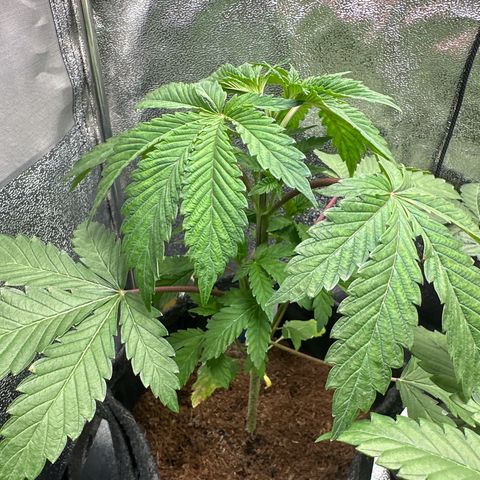 RUNTZ no.2 | Zkittlez x Gelato growlog timeline photo
