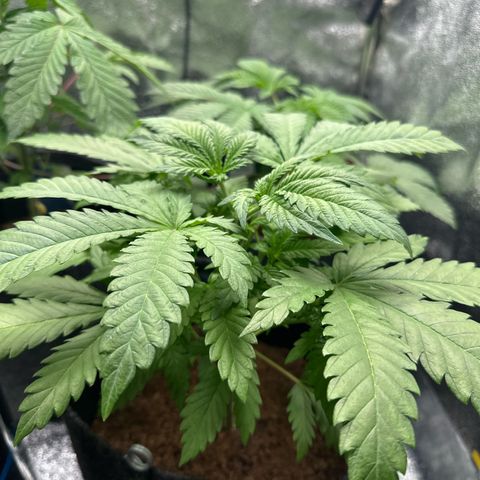Special Queen #1 | Power Bud x Skunk growlog timeline photo