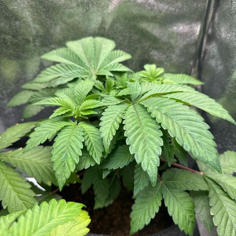 RUNTZ no.1 | Zkittlez x Gelato growlog timeline photo