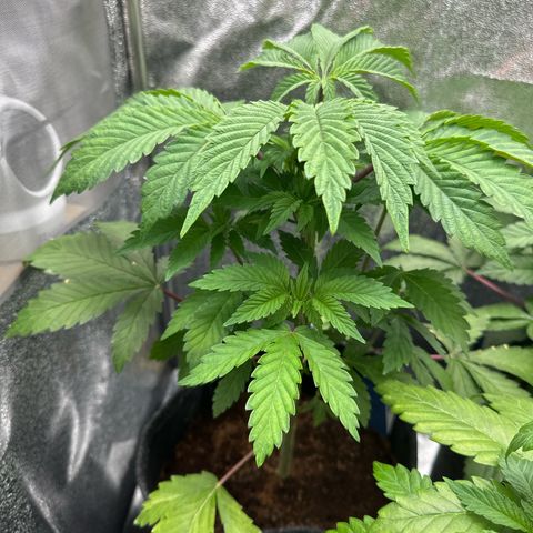 RUNTZ no.2 | Zkittlez x Gelato growlog timeline photo