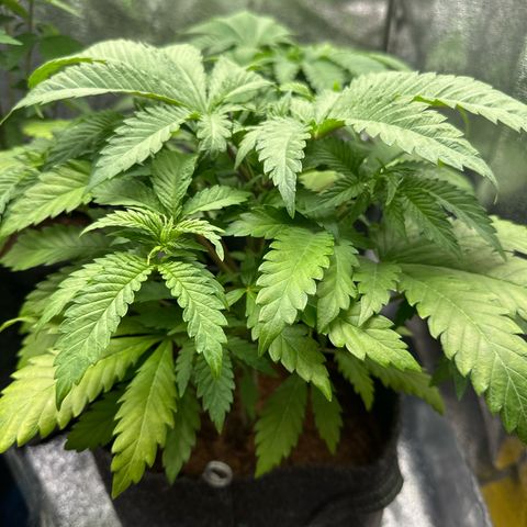 Special Queen #1 | Power Bud x Skunk growlog timeline photo