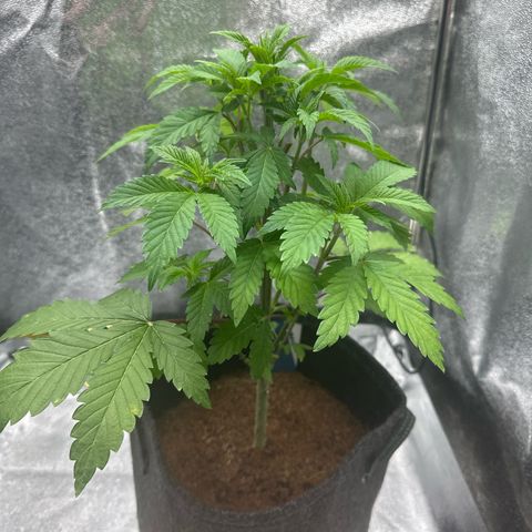 RUNTZ no.2 | Zkittlez x Gelato growlog timeline photo