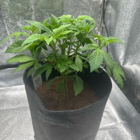 RUNTZ no.1 | Zkittlez x Gelato growlog timeline photo