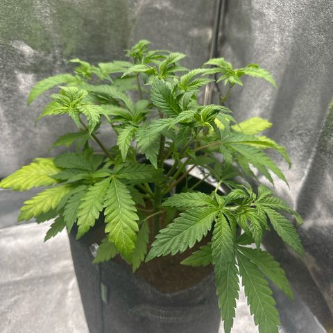 Special Queen #1 | Power Bud x Skunk growlog timeline photo