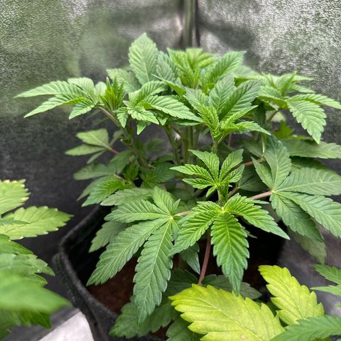 RUNTZ no.1 | Zkittlez x Gelato growlog timeline photo