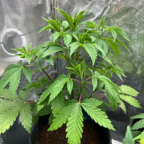 RUNTZ no.2 | Zkittlez x Gelato growlog timeline photo
