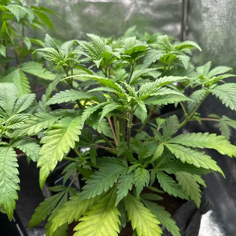 Special Queen #1 | Power Bud x Skunk growlog timeline photo