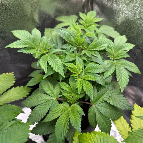 RUNTZ no.1 | Zkittlez x Gelato growlog timeline photo